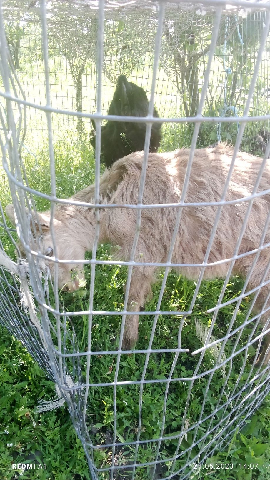 Продам козенят 3 місячних