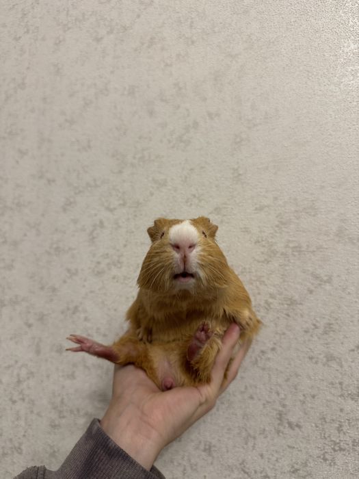 2 морские свинки и клетка со всем необходимым (доставим под дом)