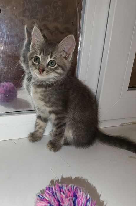 Безкоштовно віддам кошеня