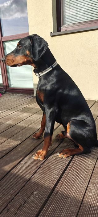 Newton po Championie stabilny, inteligentny, bdb rodowód (FCI) ZKwP