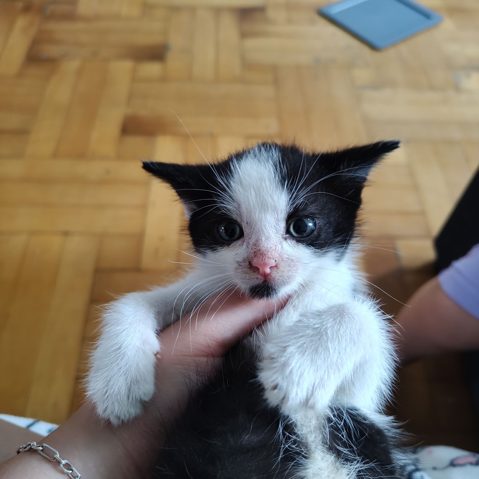 Piękny kotek szuka domu