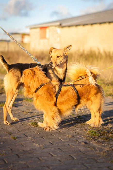 Nieduży przyjazny Boluś szuka domku