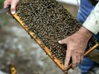 Продам Відводу бджіл Бджолопакети