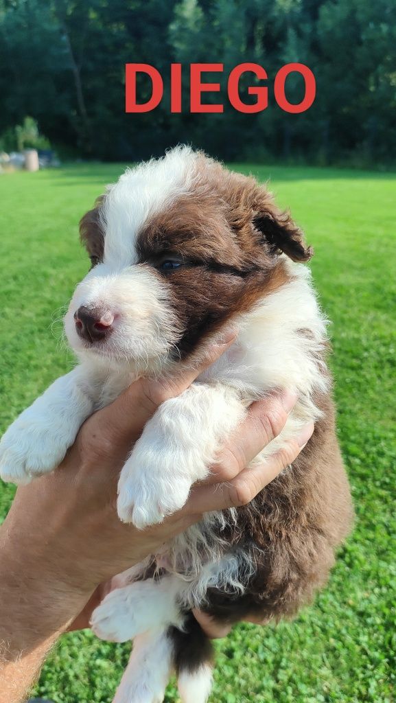 Border collie szczenię
