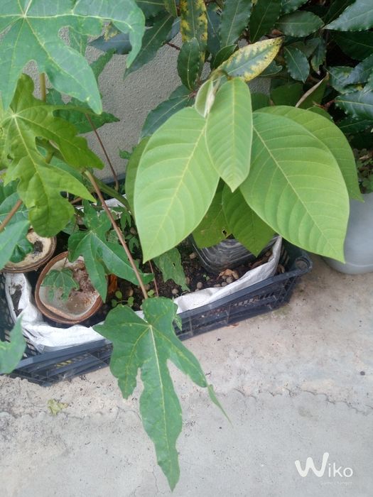 Plantas desde 2,50 até 10 conforme o tamanho