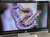 Monitor Hp W2007V 20.1’’ Widescreen Flat 1680 x 1050