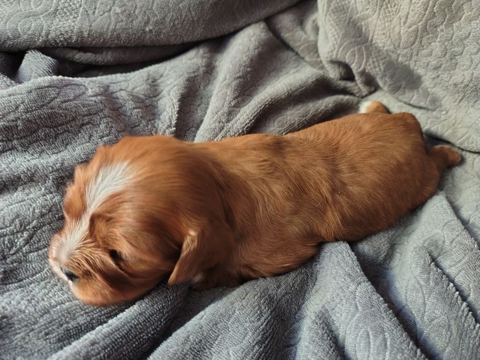 Cavalier king Charles spaniel ruby  * suczka *