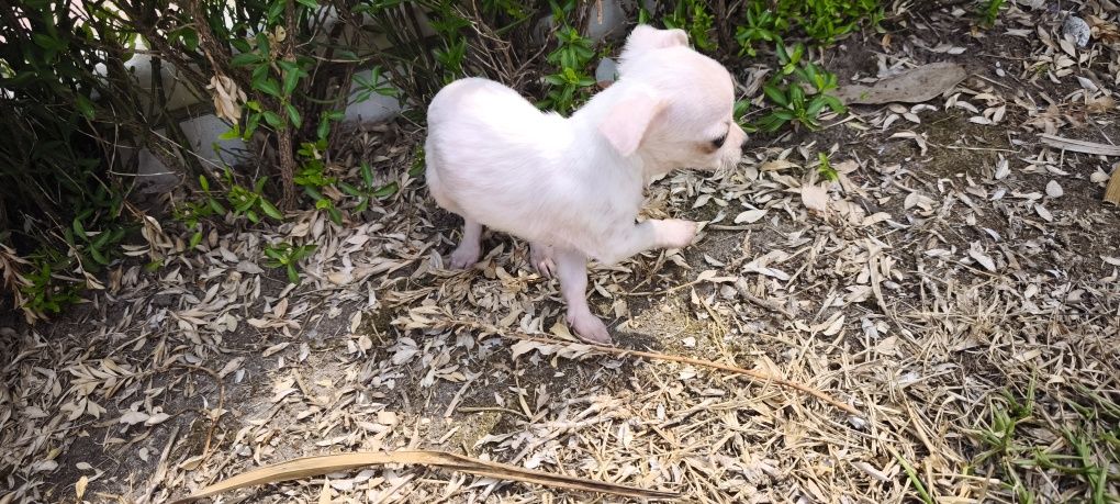 Chihuahua fêmea disponível para entrega imediata