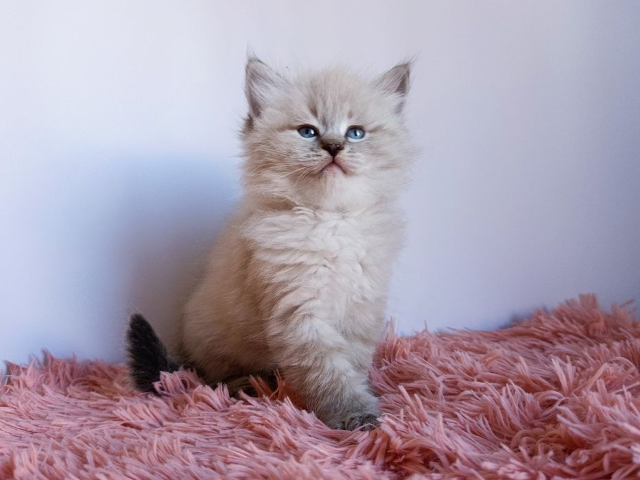 Шикарний клубний невський маскарадний хлопчик Byron