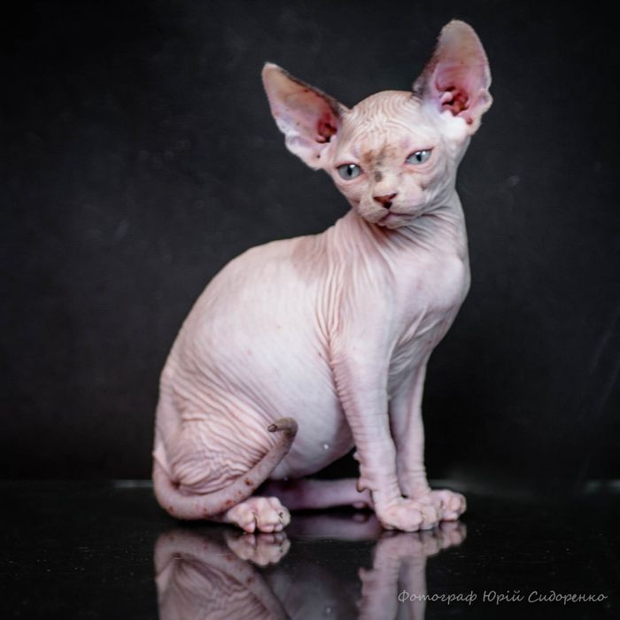 Эльф, сфинкс, канадский сфинкс, премиум бебифейс