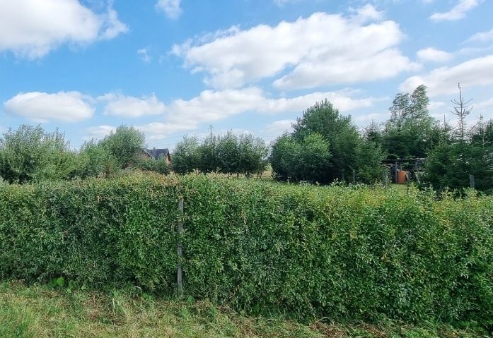 Ligustr na żywopłot 25 sadzonek