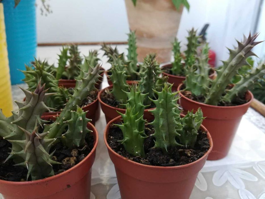 Planta natural/suculenta/ Huernia Keniensis/sinhinho roxo