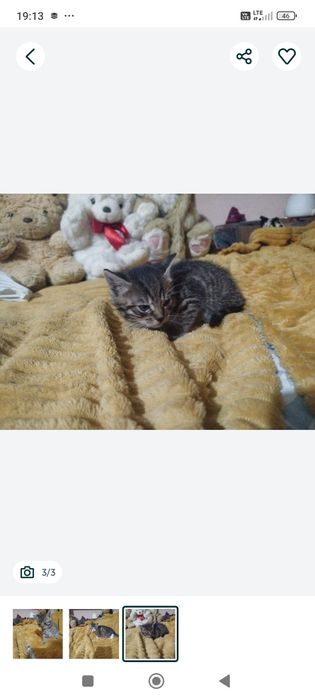 Małe kotki za darmo