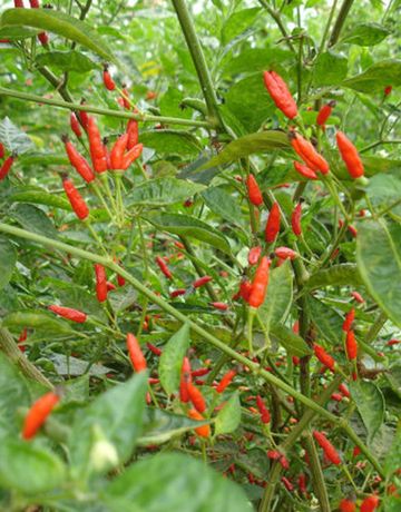 Sementes de Pimenta Tabasco (Capsicum frutescens) - 10 sementes
