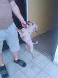 Pies szuka domu PILNE