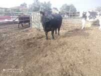 Angus puro inscrito no livro