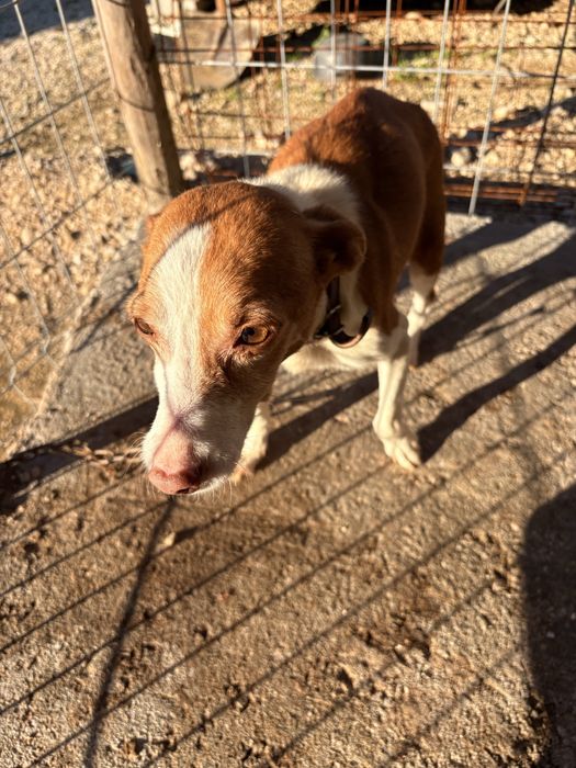 PARA DOAÇÃO - Cães de porte pequeno com 1 mês