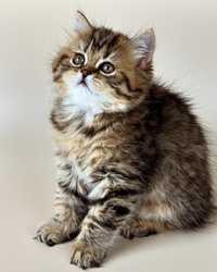 Шотландский котенок, красивая прямоухая девочка.