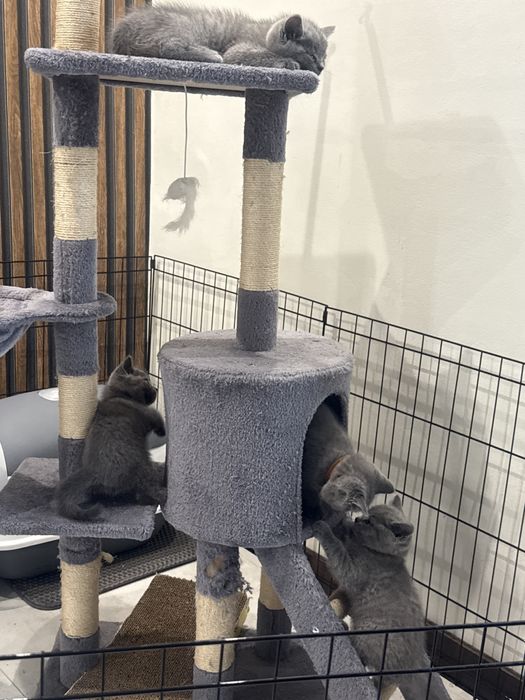 Kot brytyjski prosto uchy z rodowodem Gotowe do zmiany domu