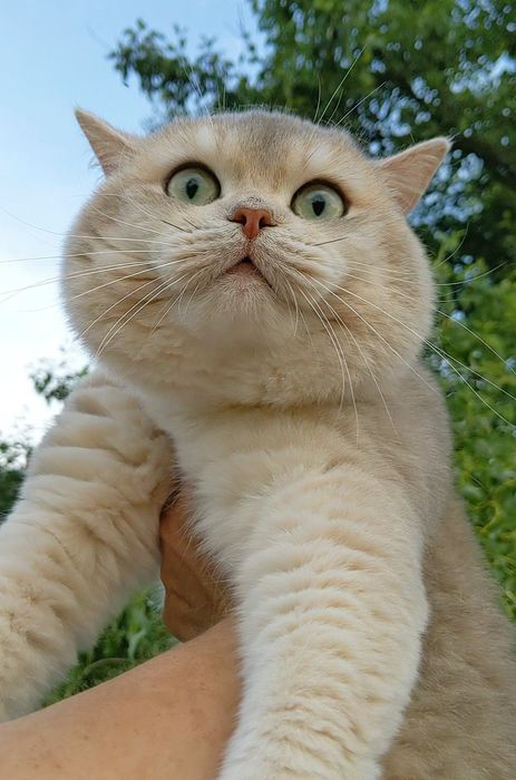 Голубое золото.Шиншила