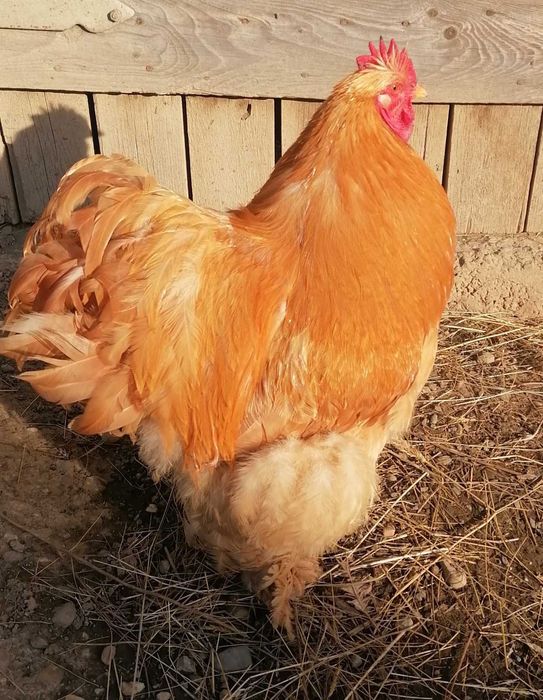 Продам півней породи кохінхін