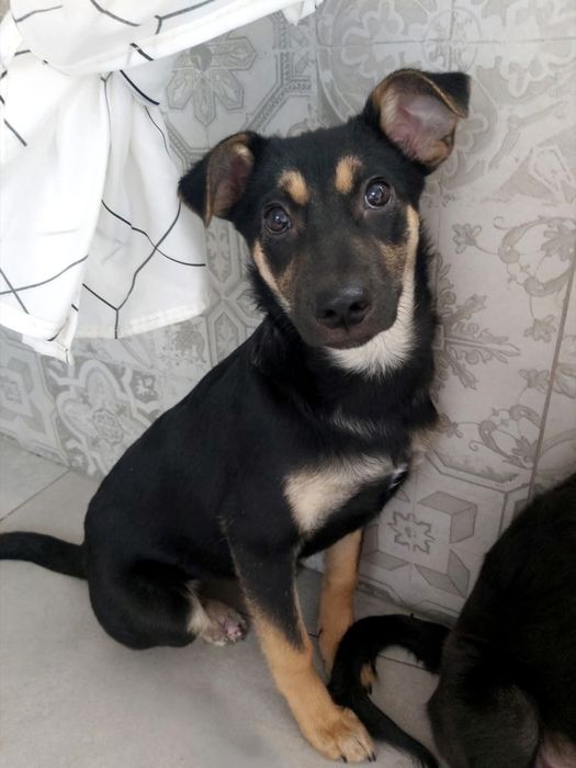 FIGA szuka nowego domu