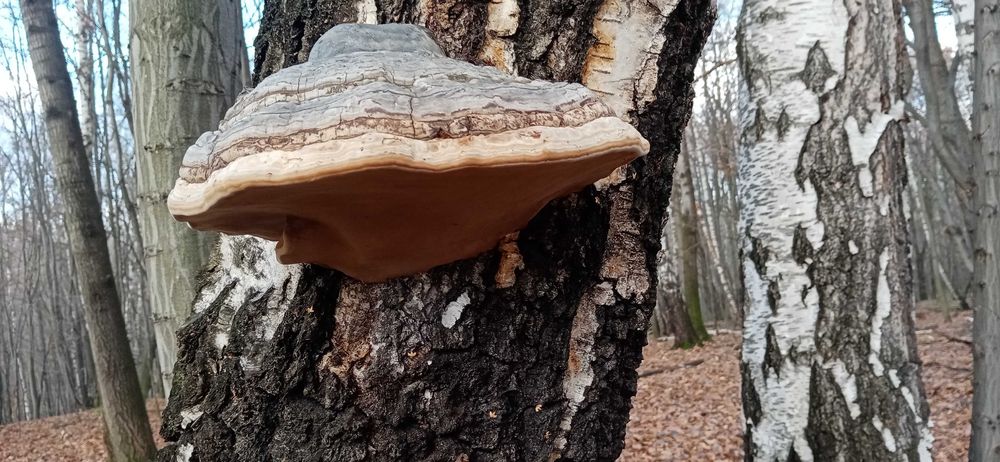 Huba brzozowa, hubiak pospolity 1kg 50zł