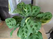 Maranta kerchoveana 'Variegata'