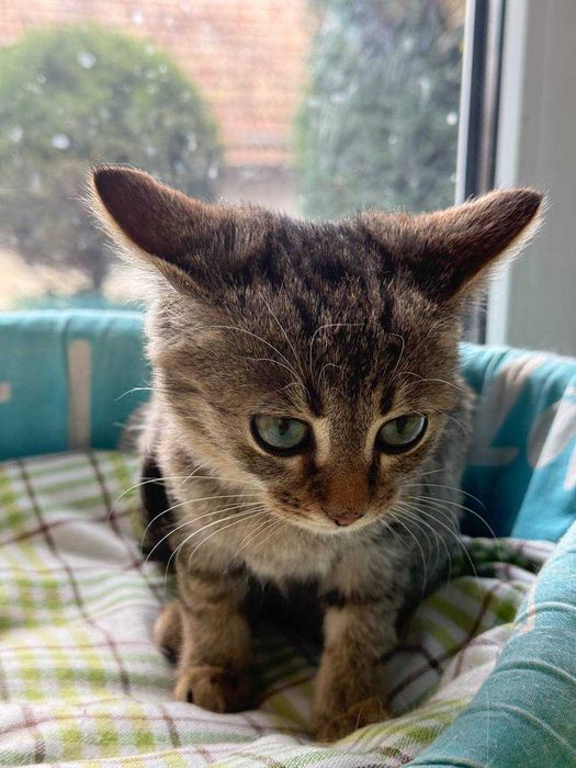 найніжніше та найсміливіше кошеня,киця 2 місяці дуже потішна