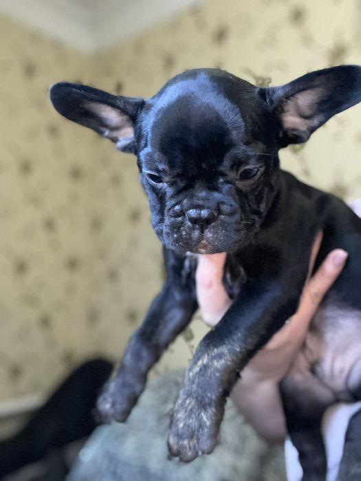 Продам щенков  французского бульдога