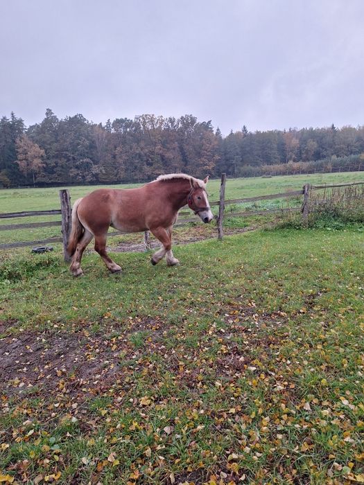 Sprzedam klacz zimnokrwistą