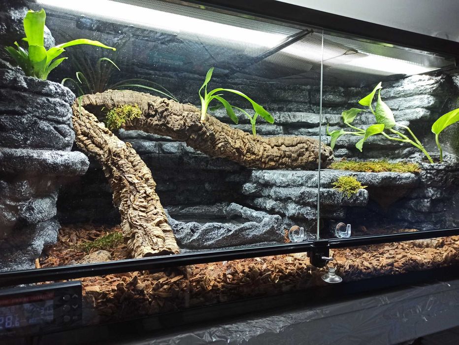 Terrarium dla pytona królewskiego 100x50x50 ( Exotic Leszno )