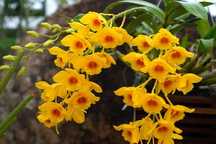 Орхідея Dendrobium Chrysotoxum