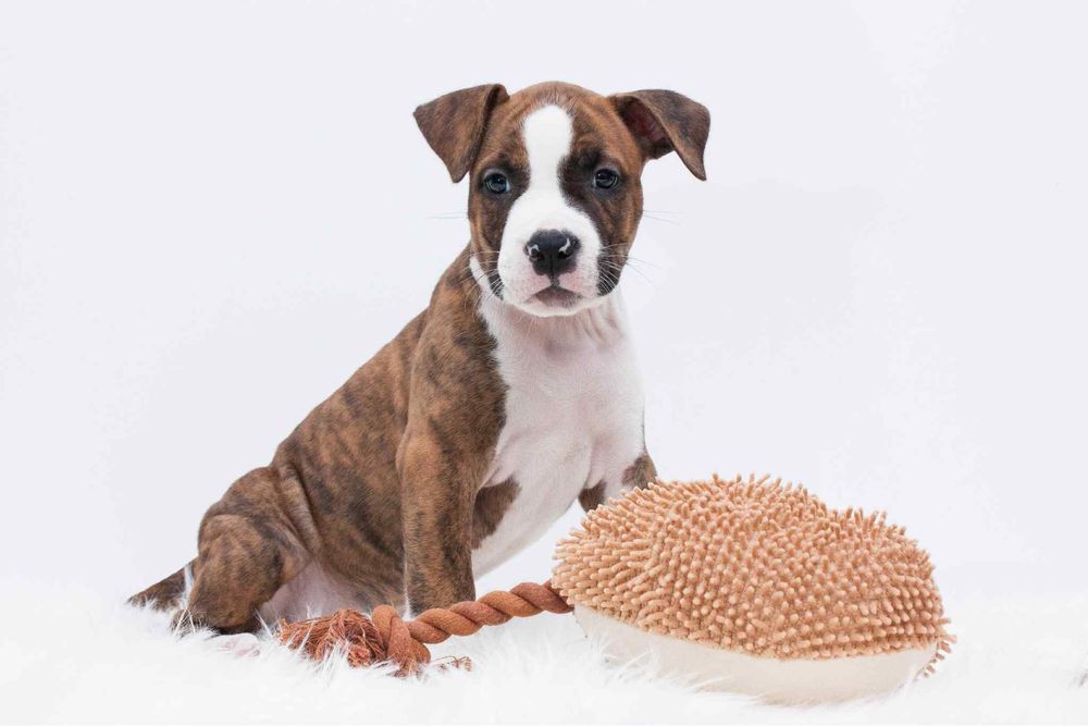 AMSTAFF FCI/ZKWP szczenieta American Staffordshire Terrier