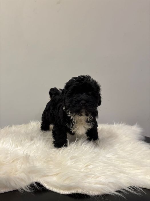 Piękny Hawańczyk-Zdzichu