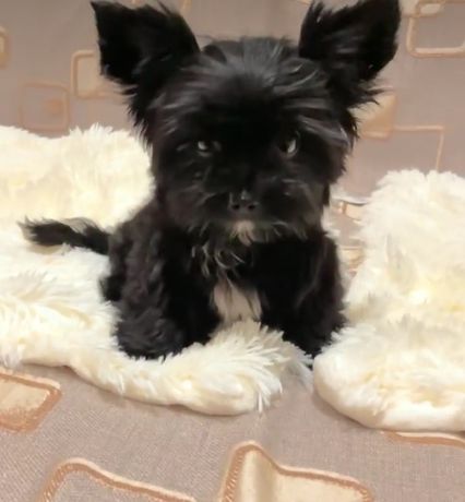 Black yorkshire terrier Czarny york PIESEK