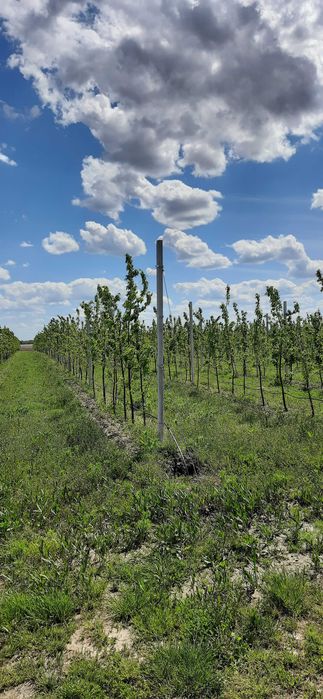Стовпчики залізобетонні попередньо напружені. Всі розміри. Заліщики