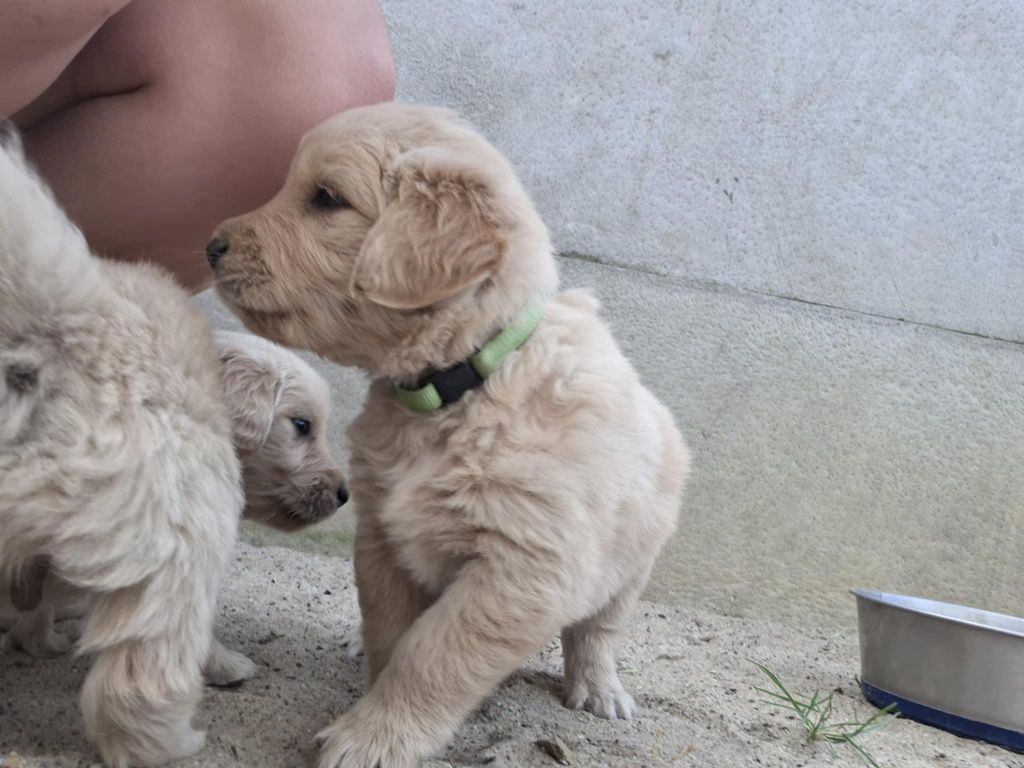 Piesek Golden Retriever