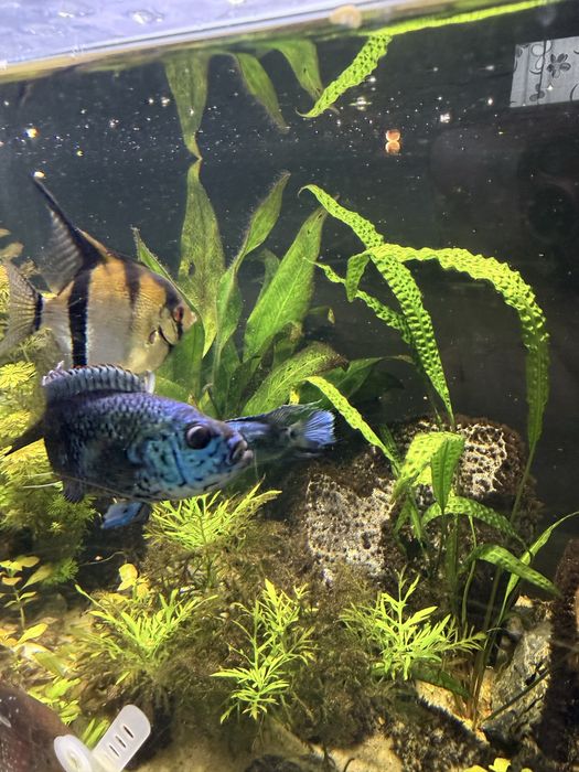 Pielegnica electric blue jack dempsey