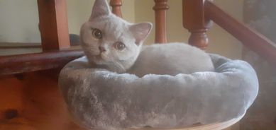 liliowa koteczka brytyjska  krótkowłosa - 5 miesięczna