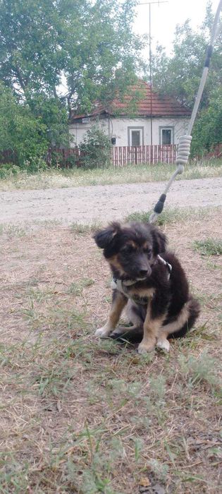 Цуцики, в добрі руки