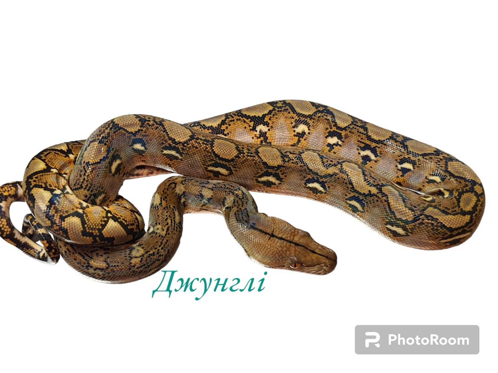 Сетчатый питон (Python reticulatus)