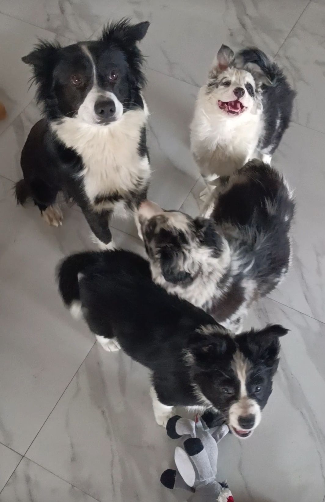 Suczka Border collie