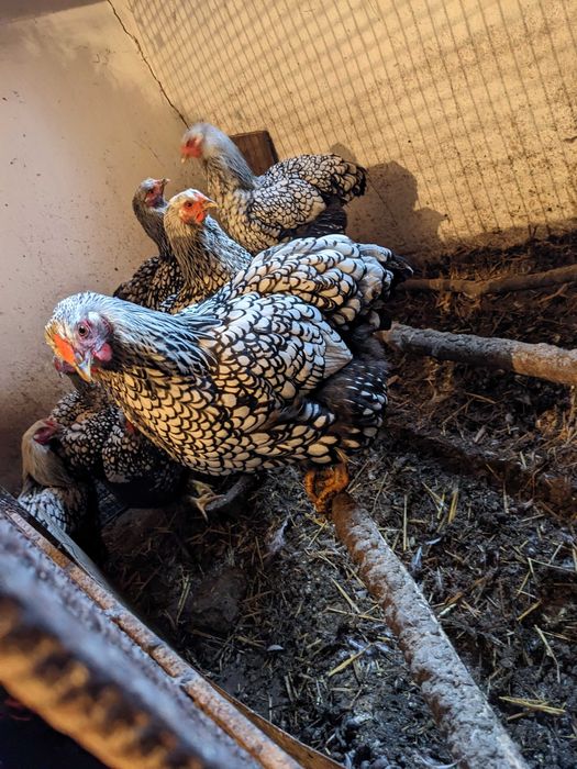 Продам кури Віандот срібло Дубно Рівненська