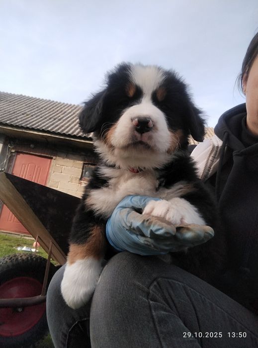 Szczeniaki berneńskie