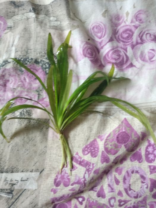 Тихий компресор для акваріуму