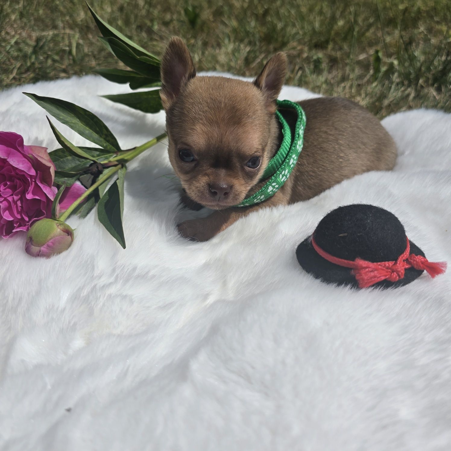 Chihuahua samiec 2