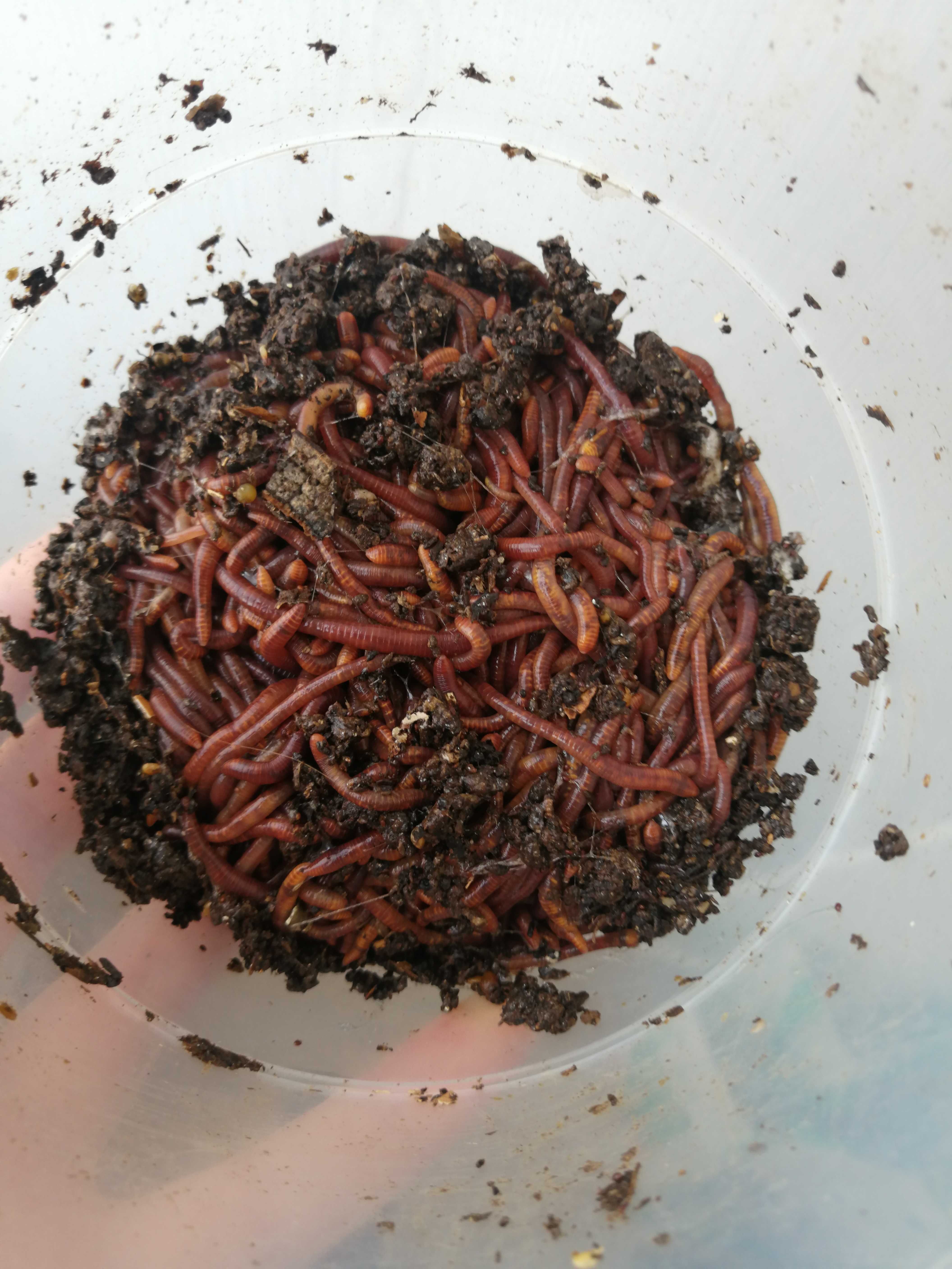 Minhoca para pesca (Eisenia Fetida) 50 unidades.