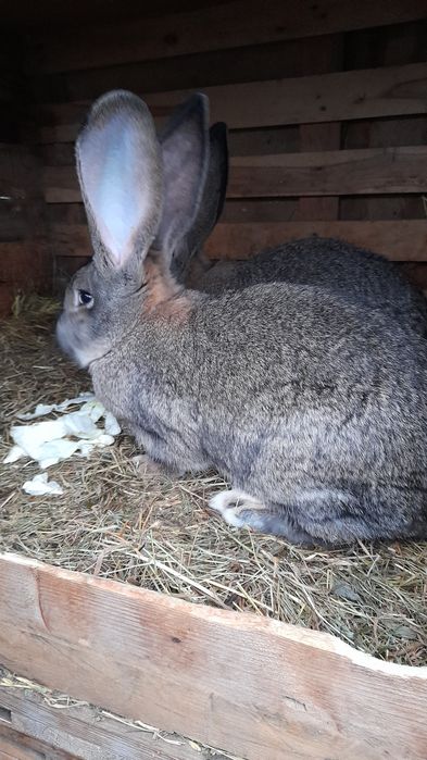 Olbrzym belgijski młode