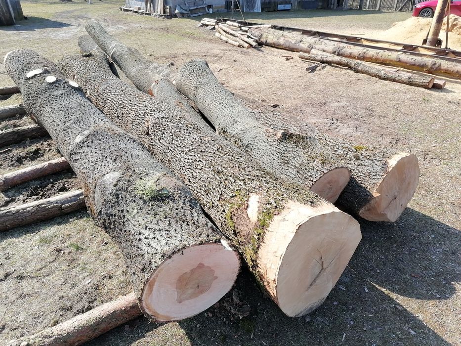 Jesion kłody sprzedam